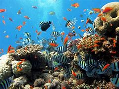 Snorkeling Trip to Tiran Island from sharm el sheikh