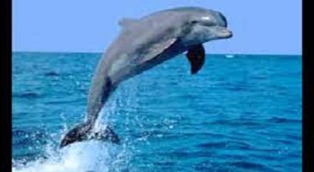 From Hurghada: Swimming with Dolphins in Hurghada