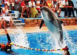Swim tour with Dolphins in Sharm El Sheikh